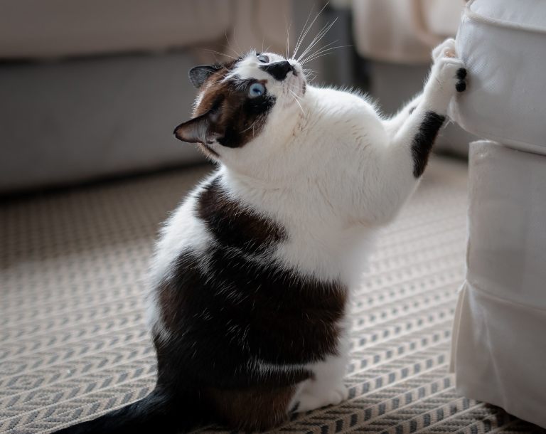 Kot drapie meble – co robić?