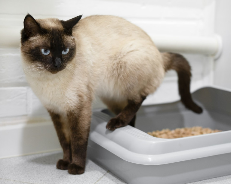 Dlaczego kot sika w domu?