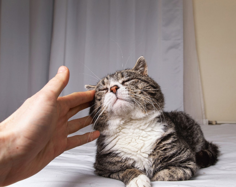 Dlaczego koty mruczą?