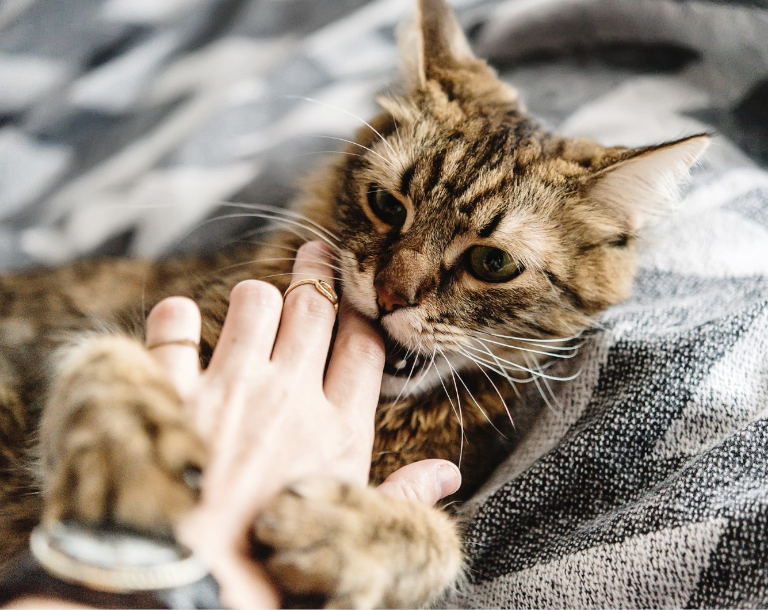 Dlaczego kot gryzie?